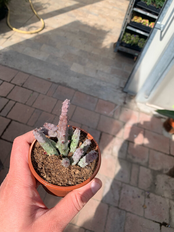 Stapelia, Huernia pendurata - vaso Ø5,5 cm