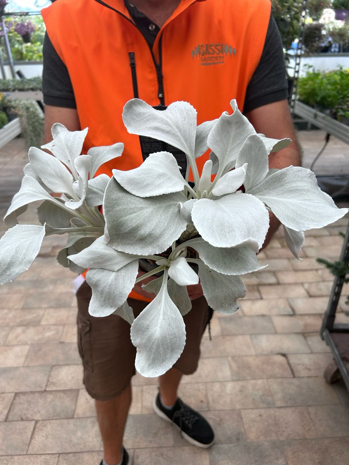 Senecio candicans ‘Angel Wings’ - vaso Ø17 cm