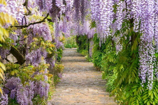 Glicine, Wisteria sinensis 'Prolific' - vaso Ø15 cm
