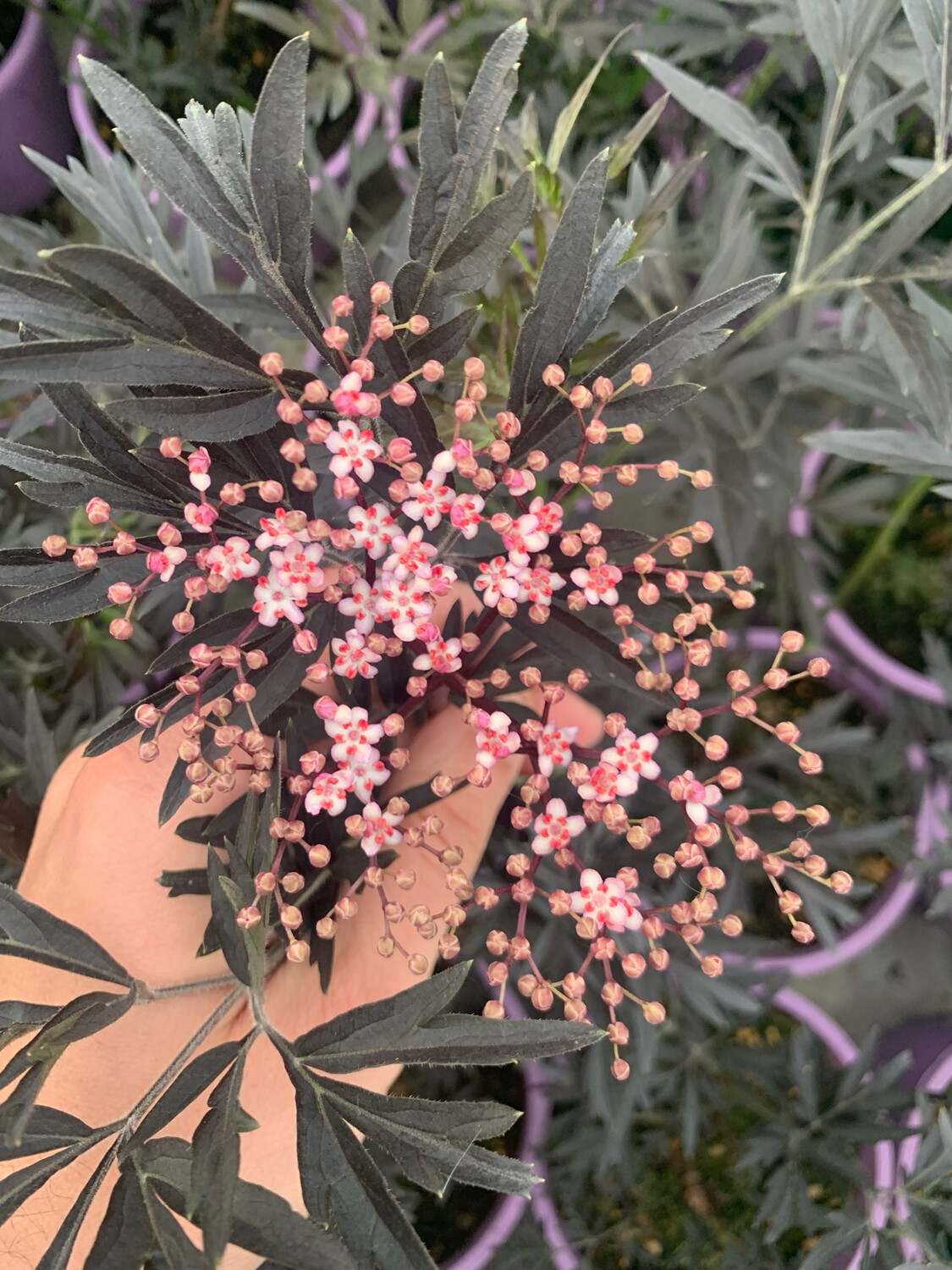 Sambucus nigra 'Black Lace - Sambuco Nero 'Black Lace' - vaso 17