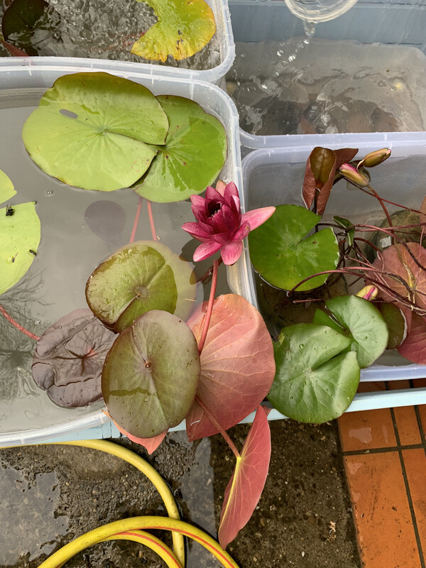 Nymphaea " Gonnere " cestino 14 cm  Ninfea