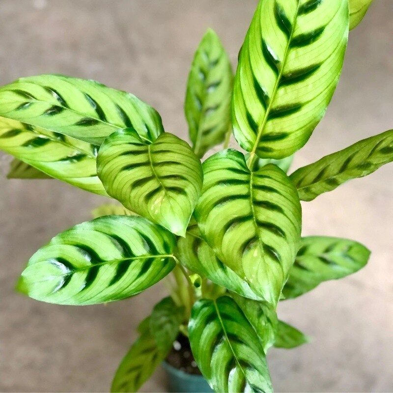 Calathea leopardina - vaso Ø12 cm