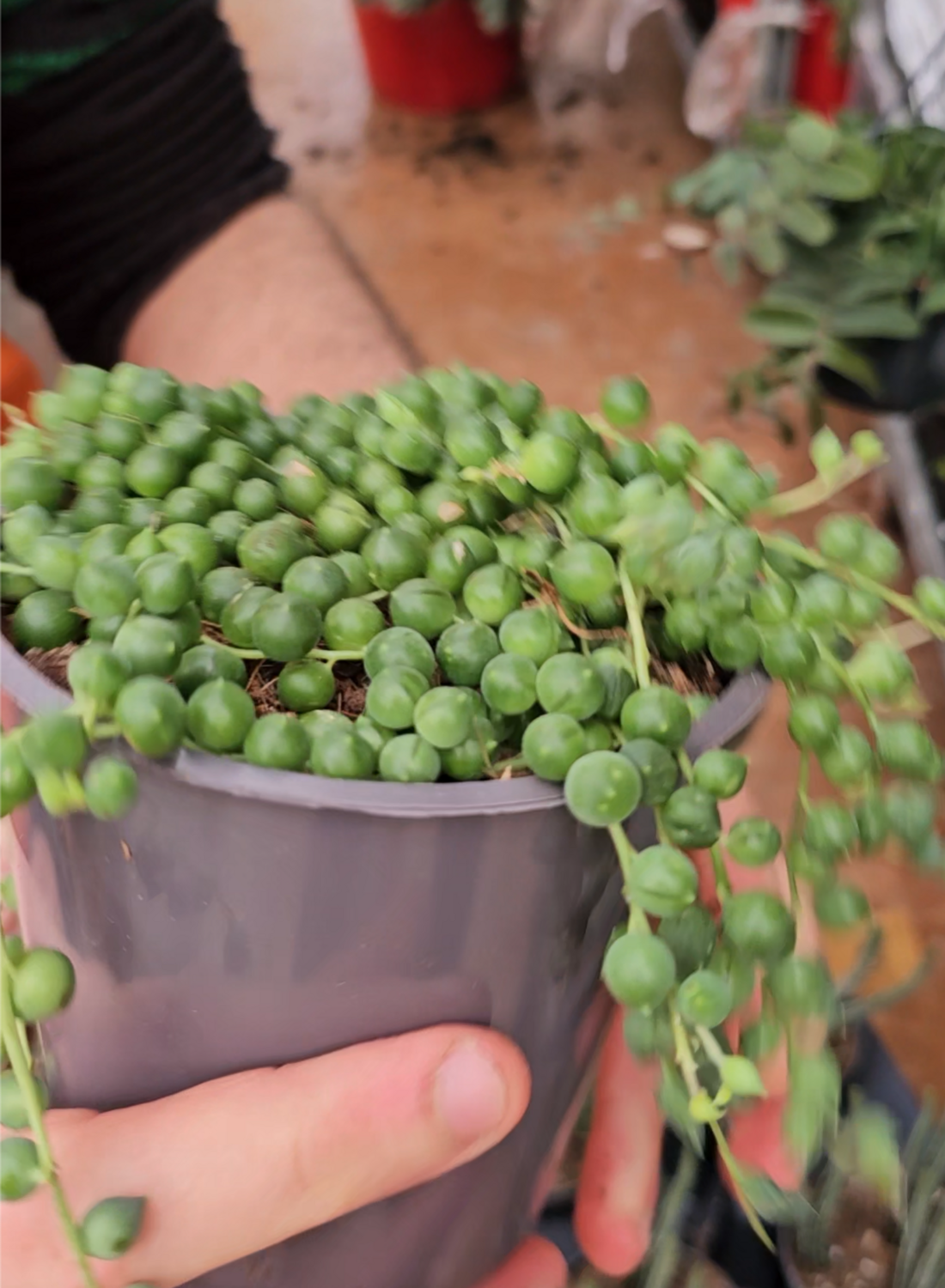 Senecio Rowleyanus, Pianta Rosario - vaso Ø11 cm
