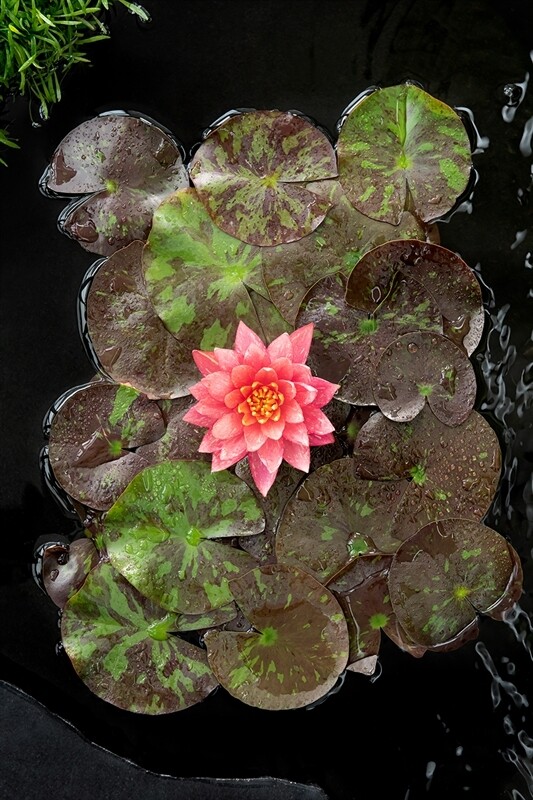 Ninfea, Nymphaea 'Wanvisa' - cestino 14 cm