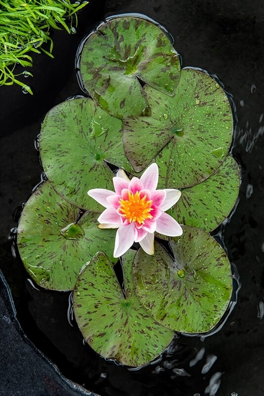 Nymphaea "Laydekeri Lilacea" cestino 11 cm  Ninfea
