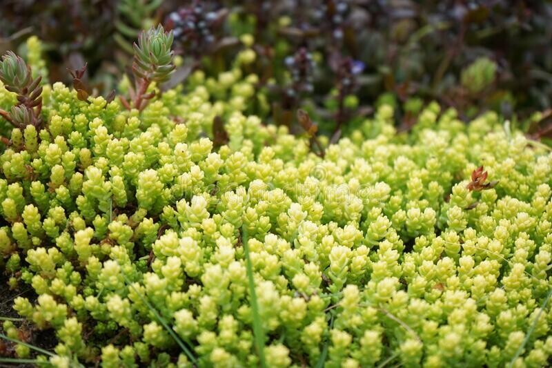 Sedum acre 'Yellow Queen' - vaso Ø12 cm