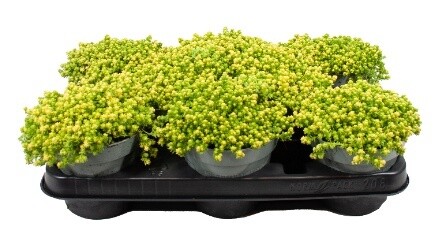 Sedum acre 'Yellow Queen' - vaso Ø12 cm