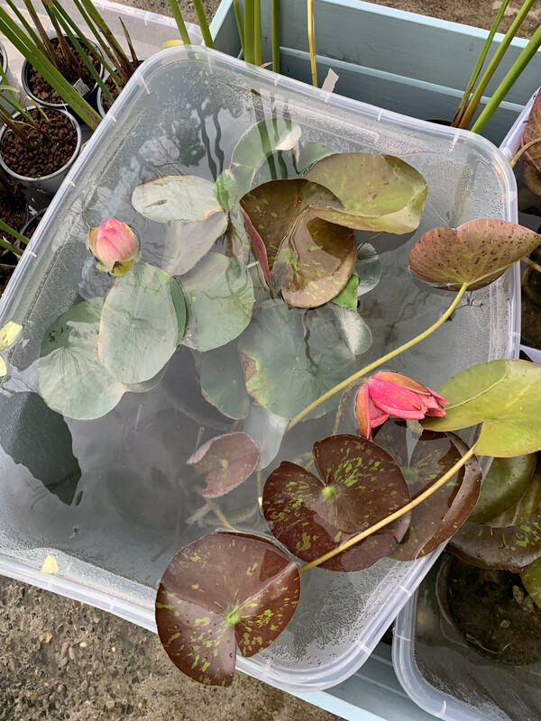 Fiore di Loto, Nelumbo nucifera 'Dwarf Peony' - cesto 30 cm