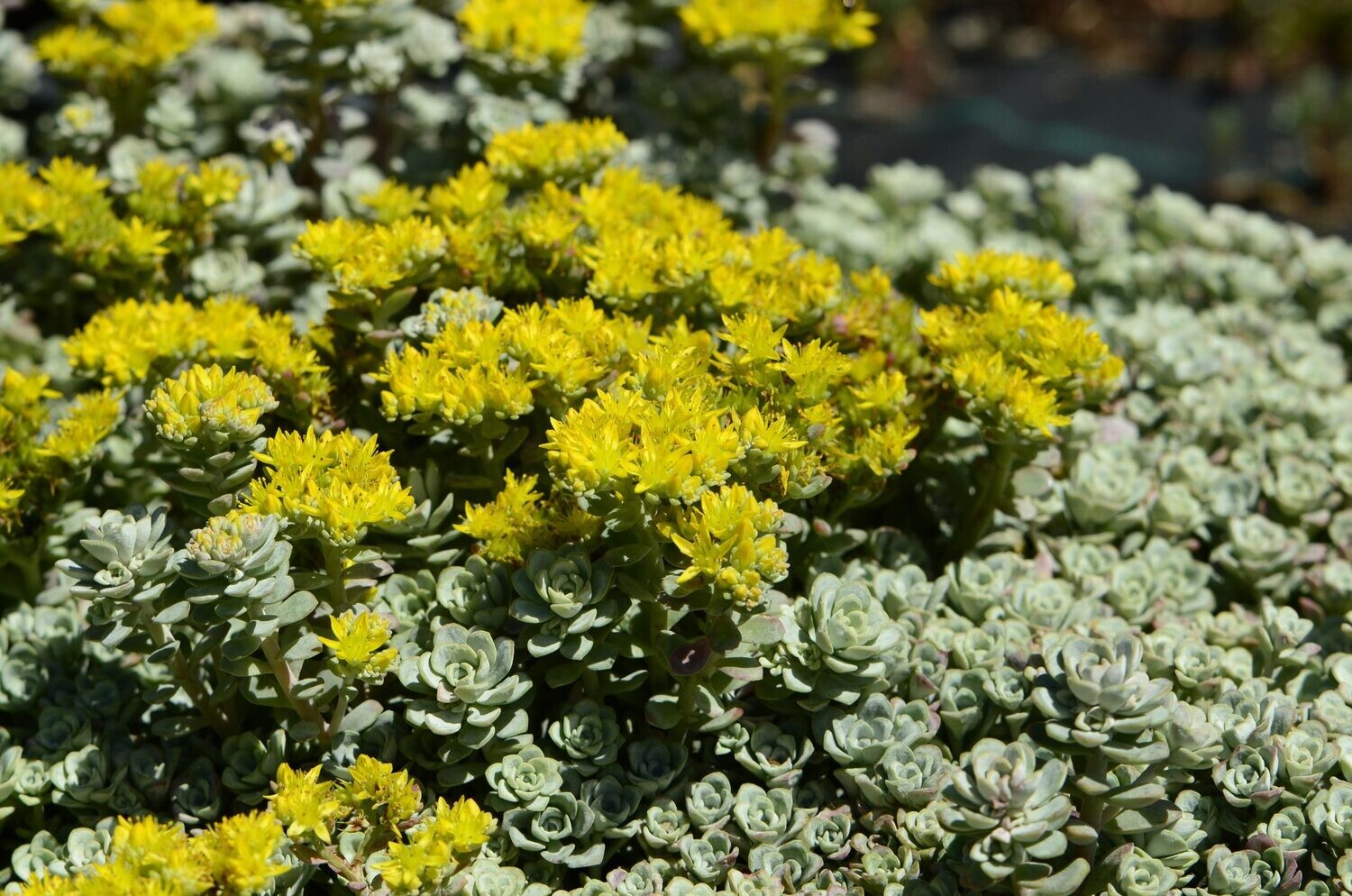 Sedum spathulifolium 'Cape Blanco' - vaso Ø12 cm