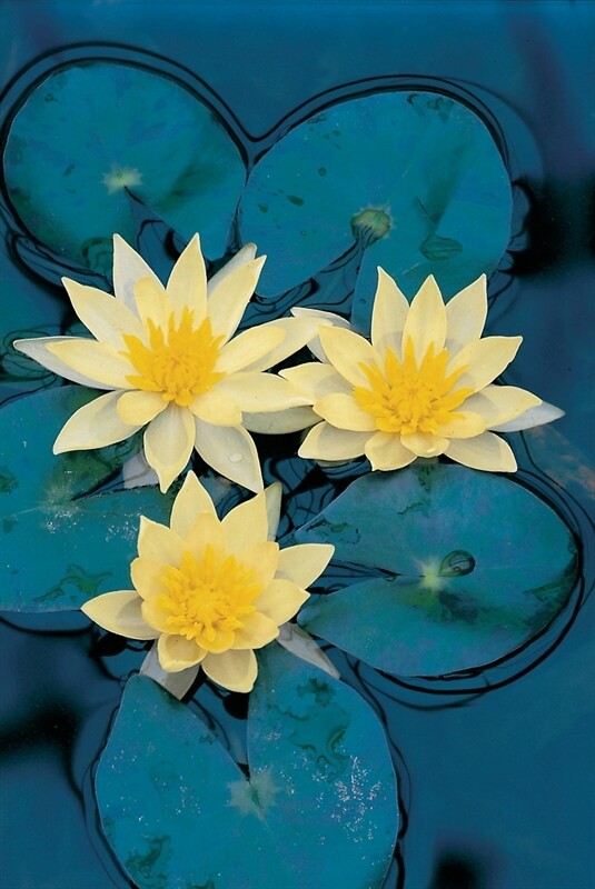 Ninfea, Nymphaea 'Sulphurea' - cestino 11 cm