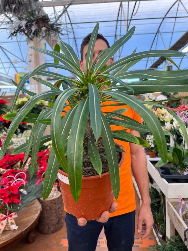 Pachypodium lamerei, Palma del Madagascar - vaso Ø18 cm 1 ramo