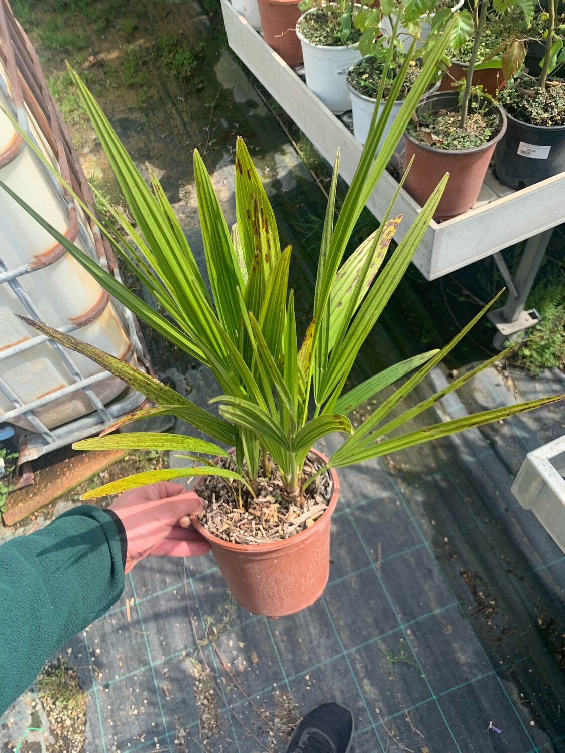Palma Nana- Chamaerops Humilis v14 Palma Nana- Chamaerops Humilis v14