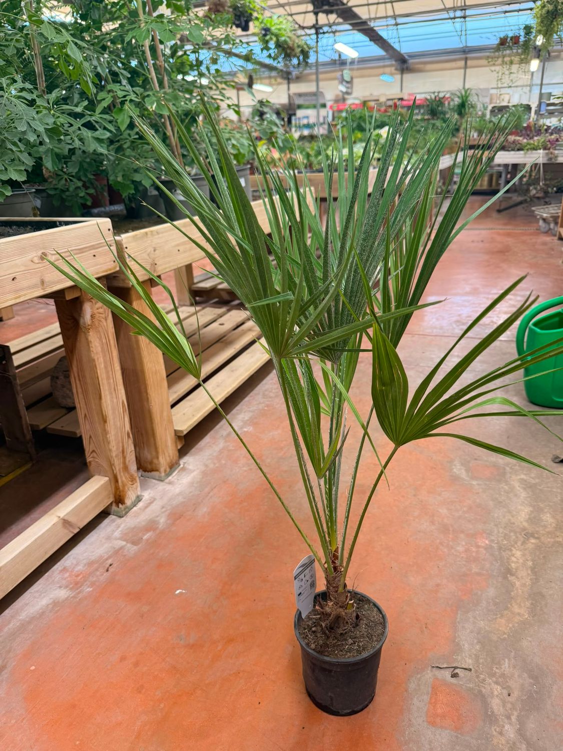 Palma Nana, Chamaerops Humilis - vaso Ø14 cm Palma Nana, Chamaerops Humilis - vaso Ø14 cm