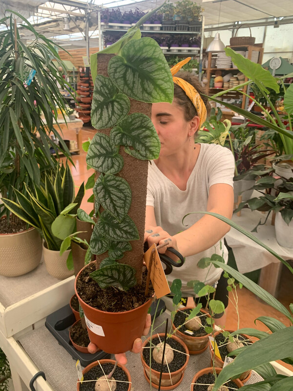 Monstera Dubia - vaso Ø14 cm
