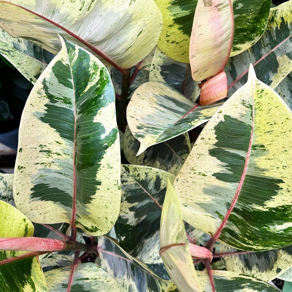 Ficus Shivereana Variegata - vaso Ø6 cm