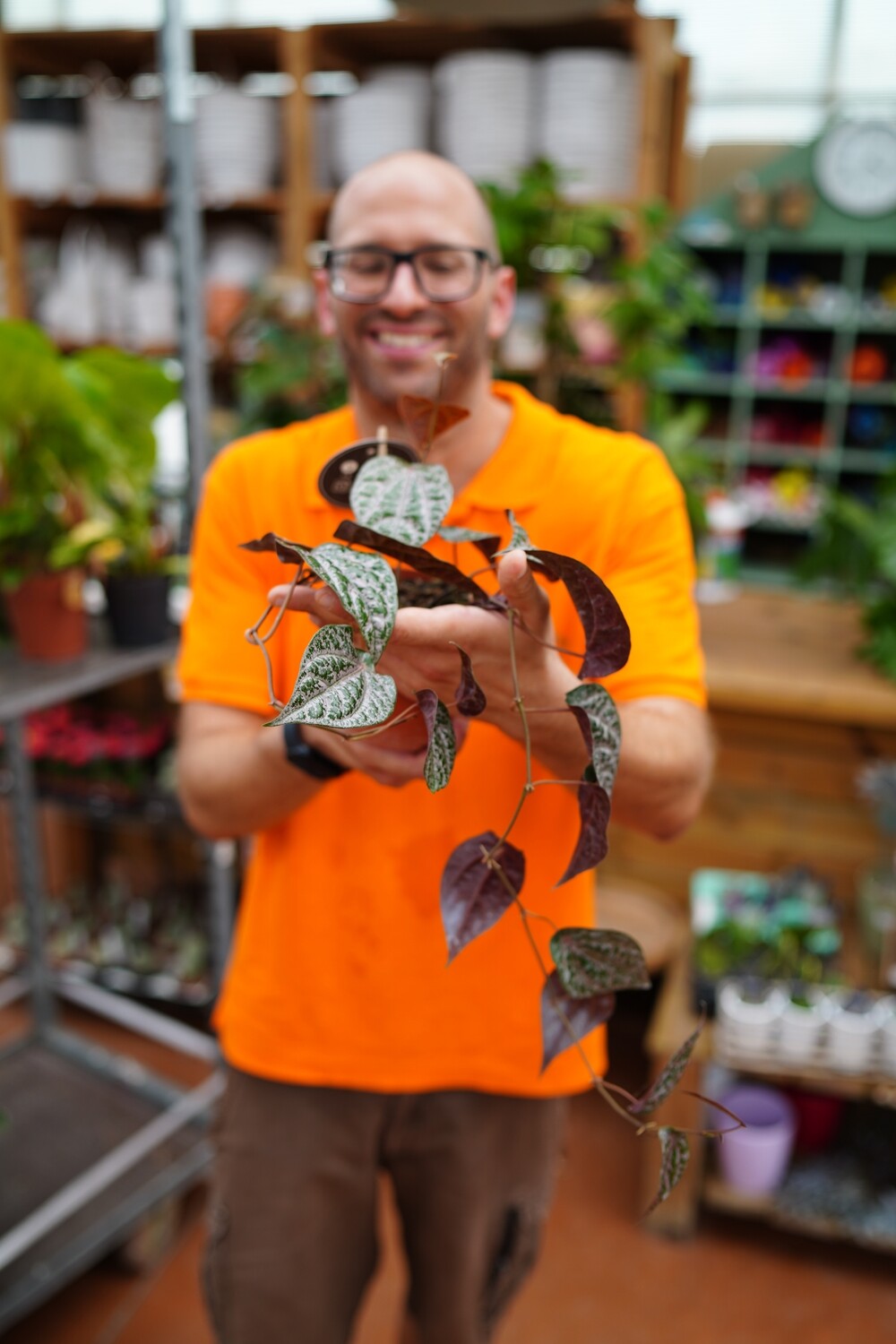 Piper Crocatum - vaso Ø10.5 cm