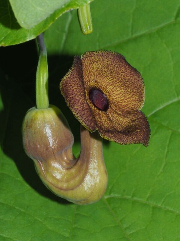Aristolochia Macrophylla Gigantea - vaso Ø15 cm, h 60 cm