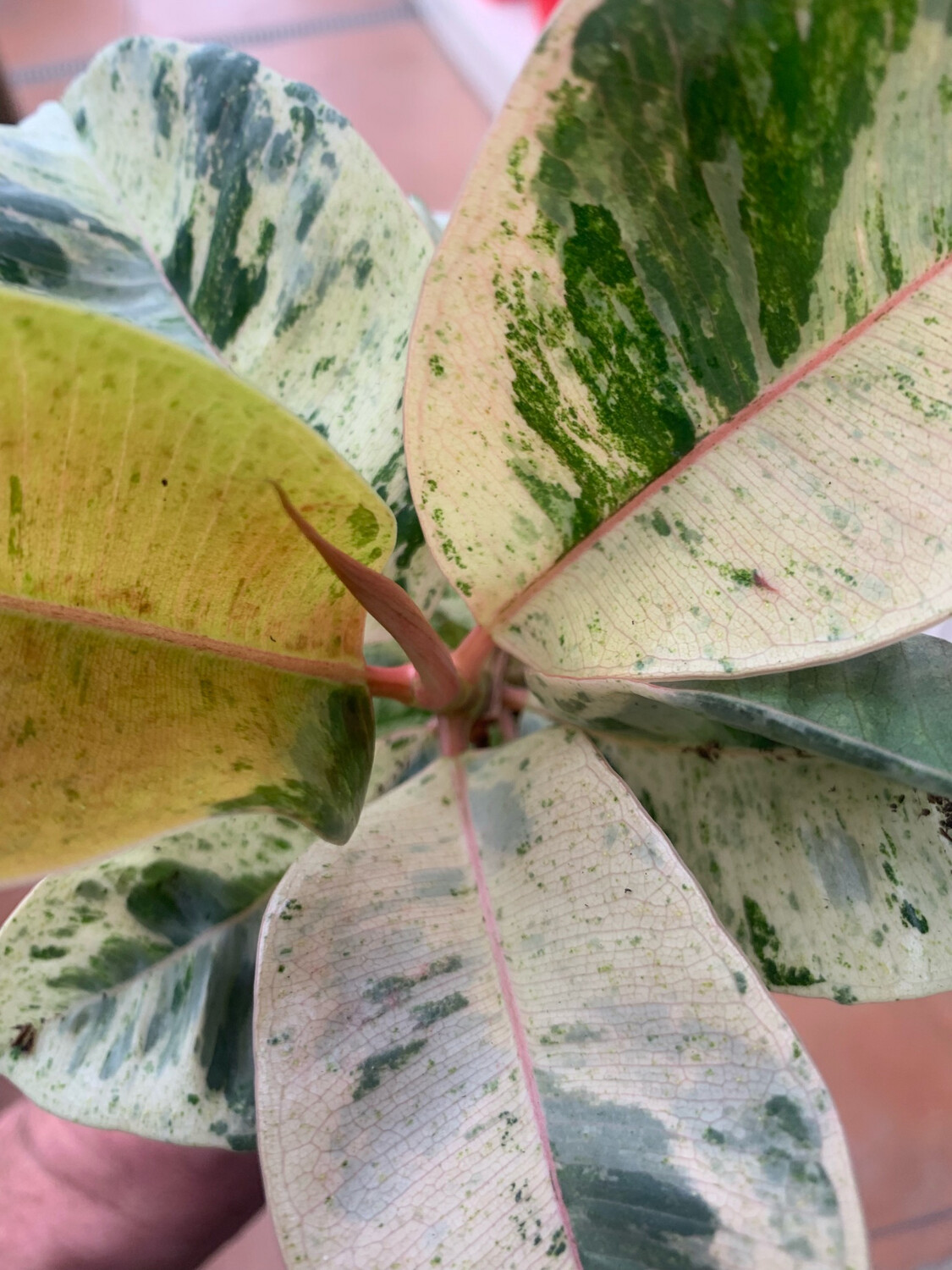 Ficus Shivereana Variegata - vaso Ø9cm