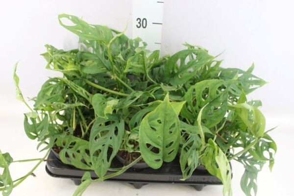 Monstera Laniata vaso 12