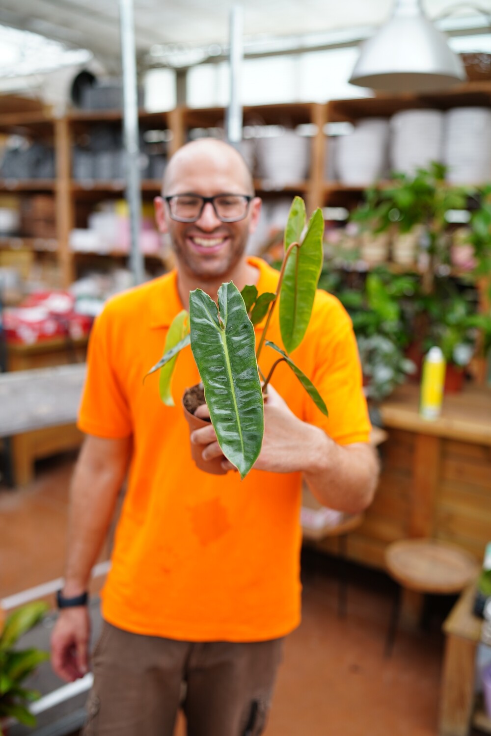 Philodendron Billietiae, Filodendro - vaso Ø12 cm