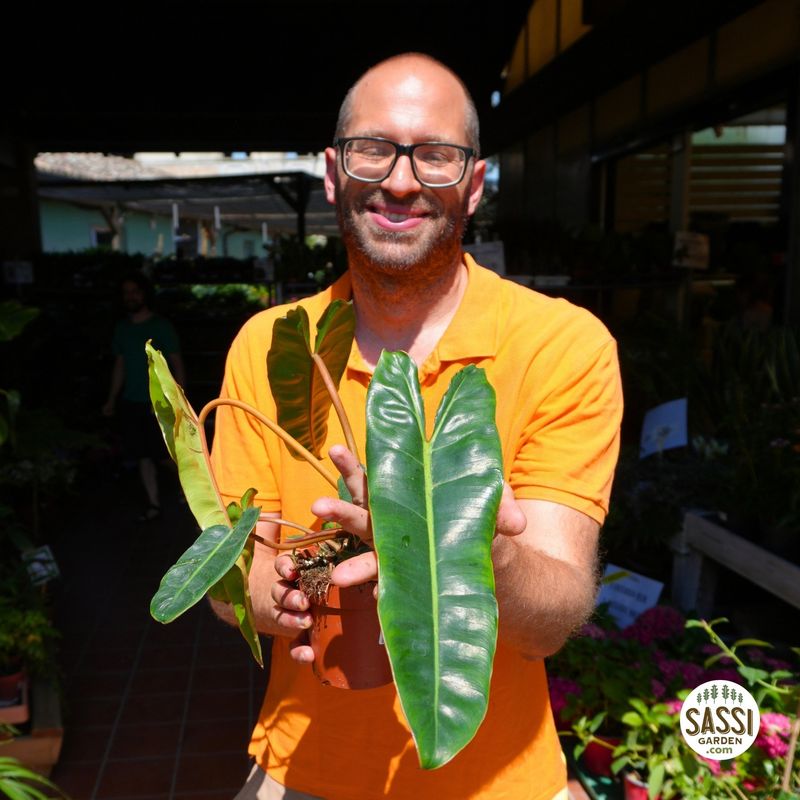 Philodendron Billietiae, Filodendro - vaso Ø12 cm