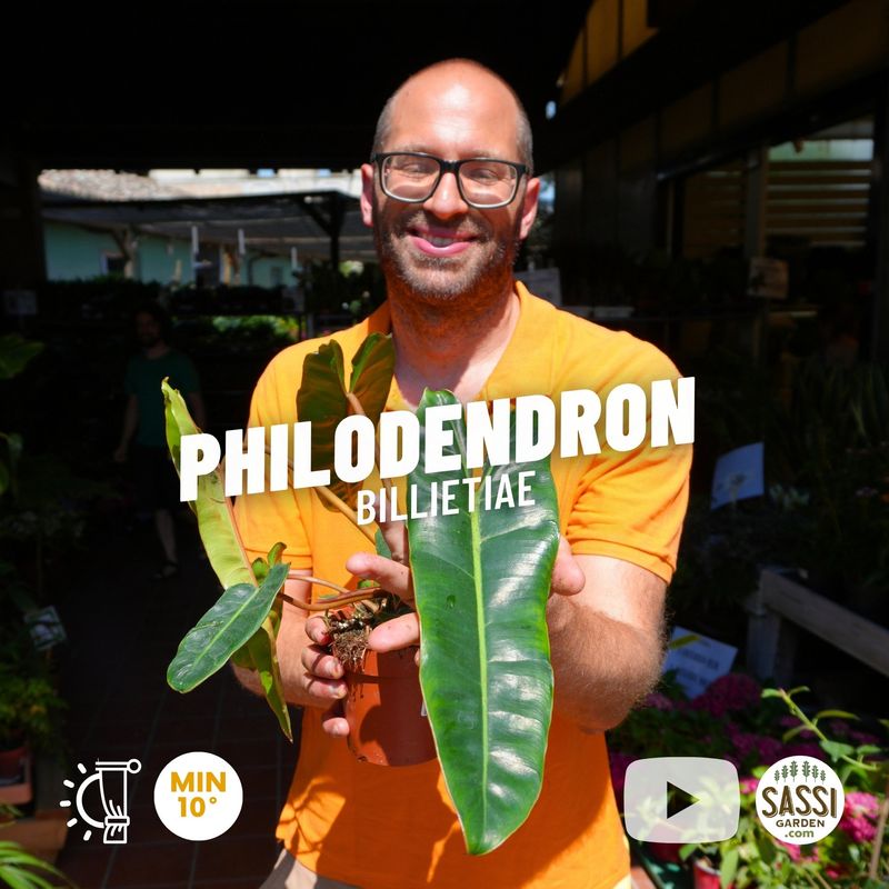 Philodendron Billietiae, Filodendro - vaso Ø12 cm Philodendron Billietiae, Filodendro - vaso Ø12 cm
