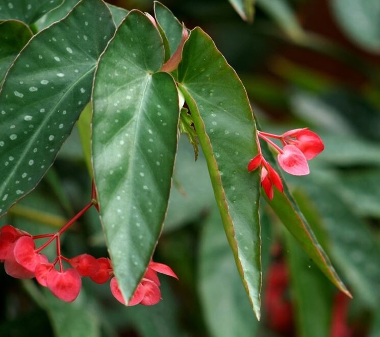 Begonia Corallina Tamaya (Cesouglio) - vaso Ø12 cm