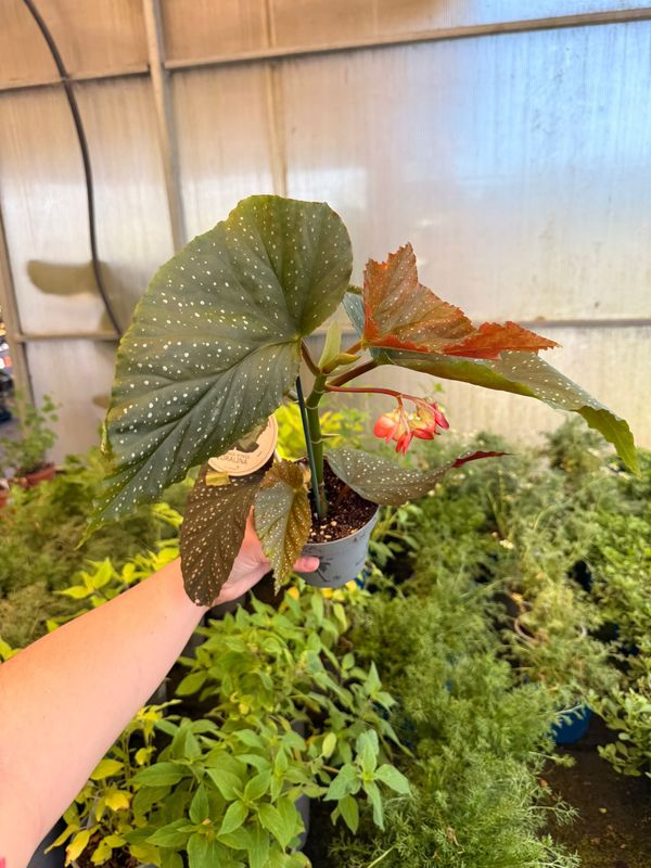 Begonia Corallina Tamaya (Cespuglio) - vaso Ø12 cm
