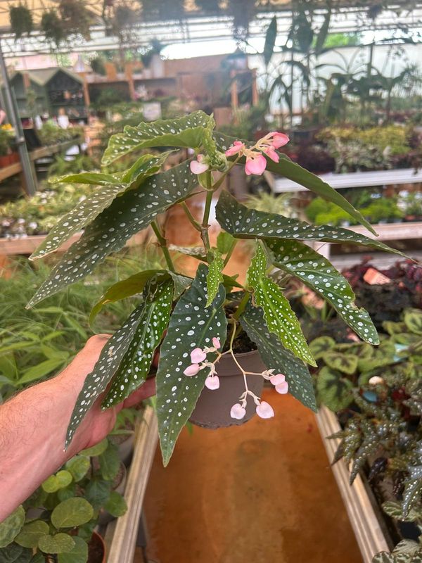 Begonia Corallina Tamaya (Cespuglio) - vaso Ø12 cm Begonia Corallina Tamaya (Cespuglio) - vaso Ø12 cm