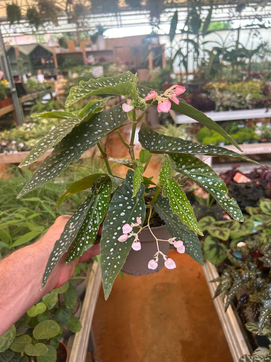 Begonia Corallina Tamaya (Cespuglio) - vaso Ø12 cm Begonia Corallina Tamaya (Cespuglio) - vaso Ø12 cm