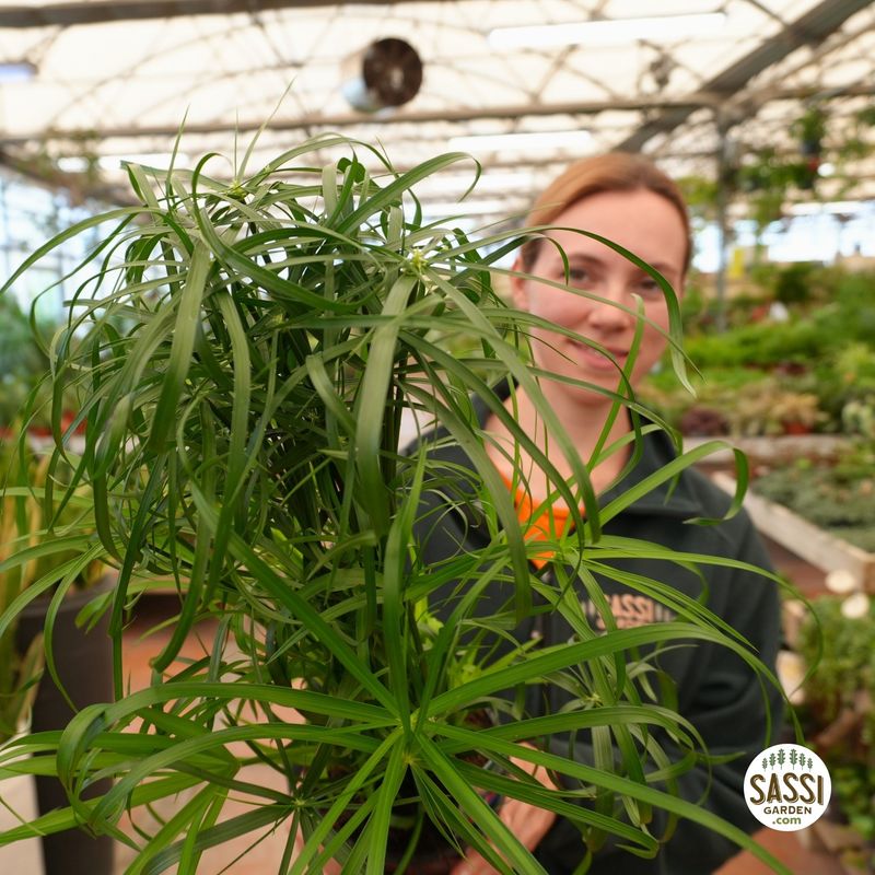 Papiro nano, Cyperus alternifolius - vaso Ø14 cm