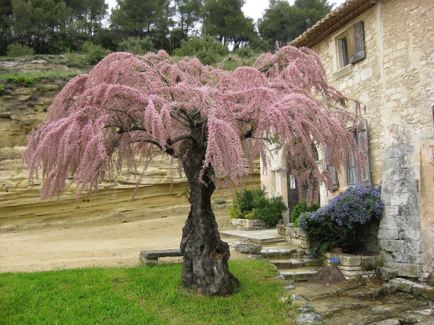 Tamarix gallica Rosa, Tamerice, Tamarisco, Taray - vaso Ø24 cm, h 160 cm Tamarix gallica Rosa, Tamerice, Tamarisco, Taray - vaso Ø24 cm, h 160 cm