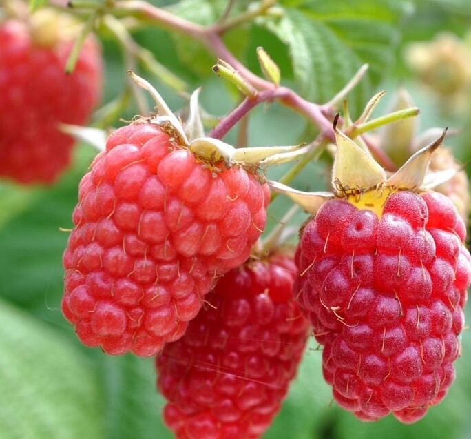 Lampone rosso 'Heritage', Rubus idaeus, rifiorente tardivo - vaso Ø19 cm Lampone rosso 'Heritage', Rubus idaeus, rifiorente tardivo - vaso Ø19 cm