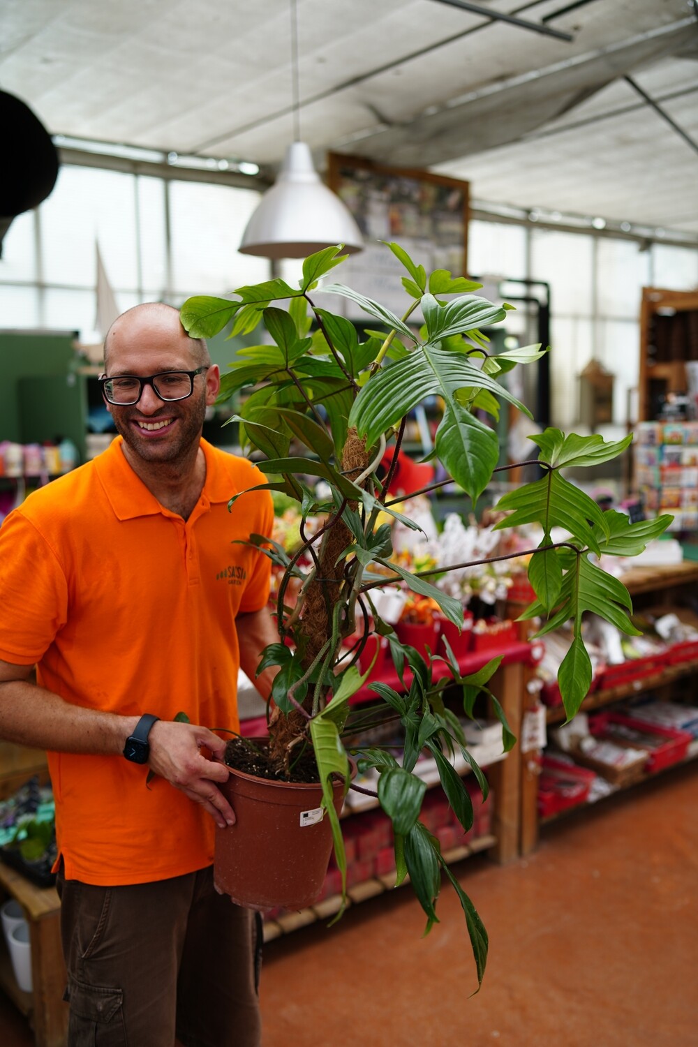 Philodendron Florida Green, Filodendro - vaso Ø24 cm Philodendron Florida Green, Filodendro - vaso Ø24 cm