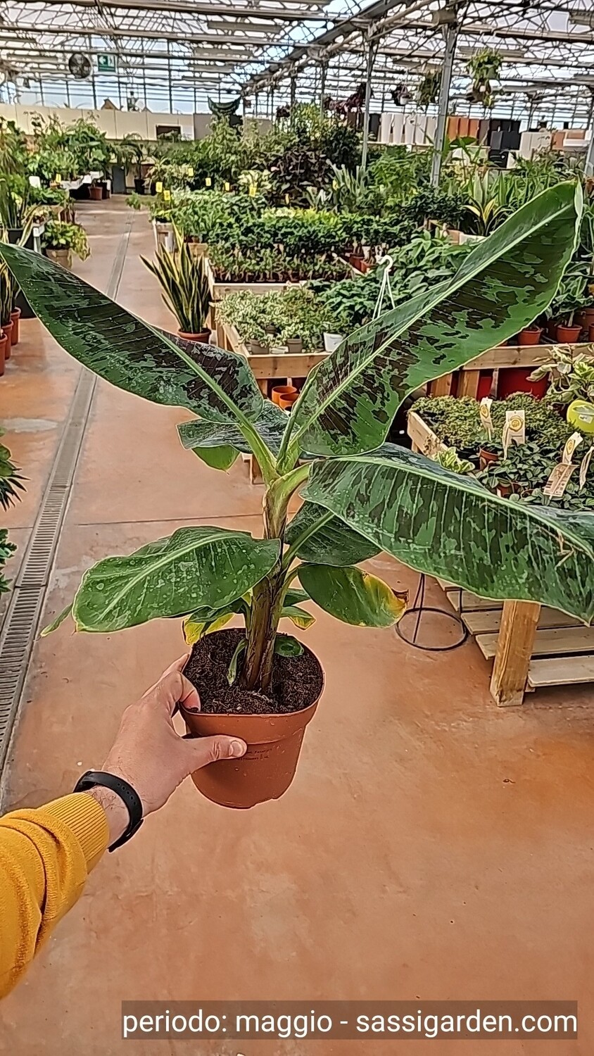 Musa acuminata 'Dwarf Cavendish', Banano 'Dwarf Cavendish', Bananoa da interni - vaso Ø17 cm, h 50 cm