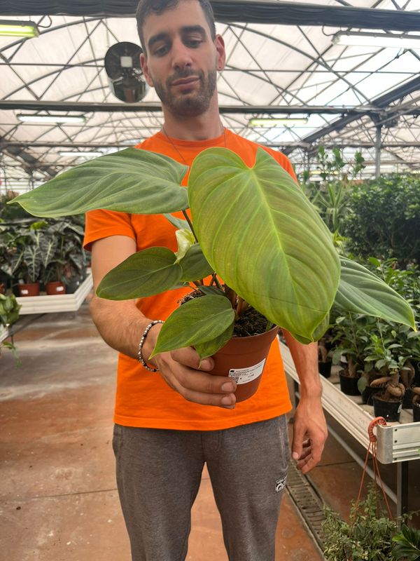 Philodendron Fuzzy Petiole, Filodendro - vaso Ø12 cm