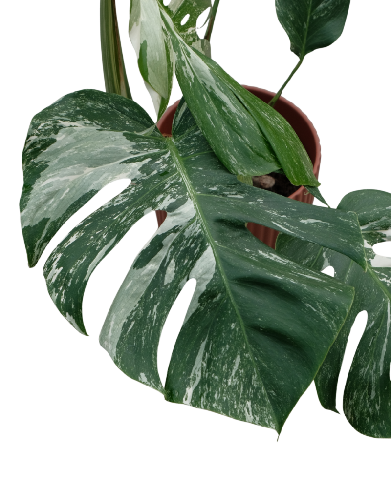 Monstera Deliciosa Albo variegata - vaso Ø17 cm