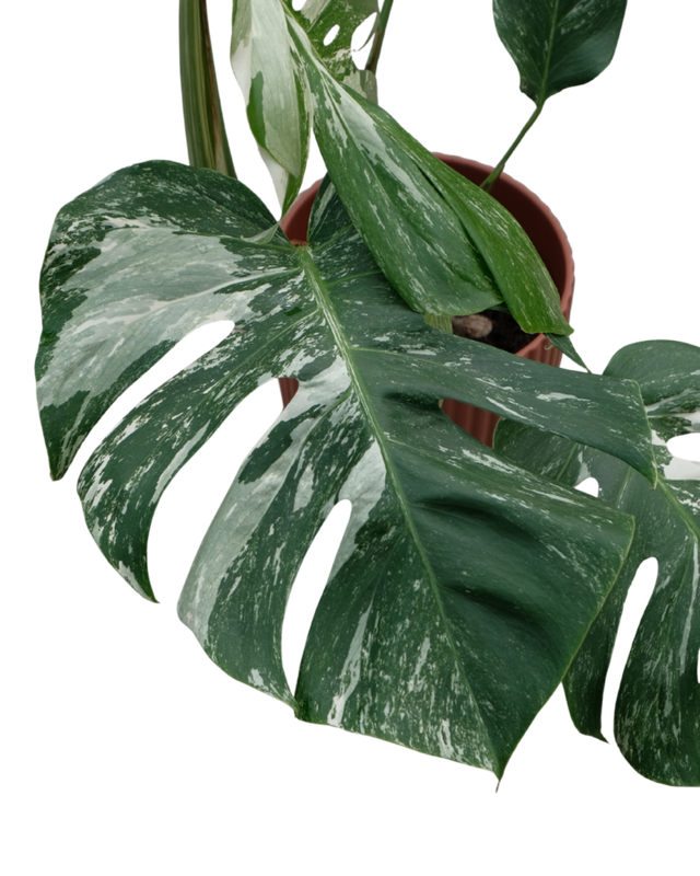 Monstera Deliciosa Albo variegata - vaso Ø17 cm