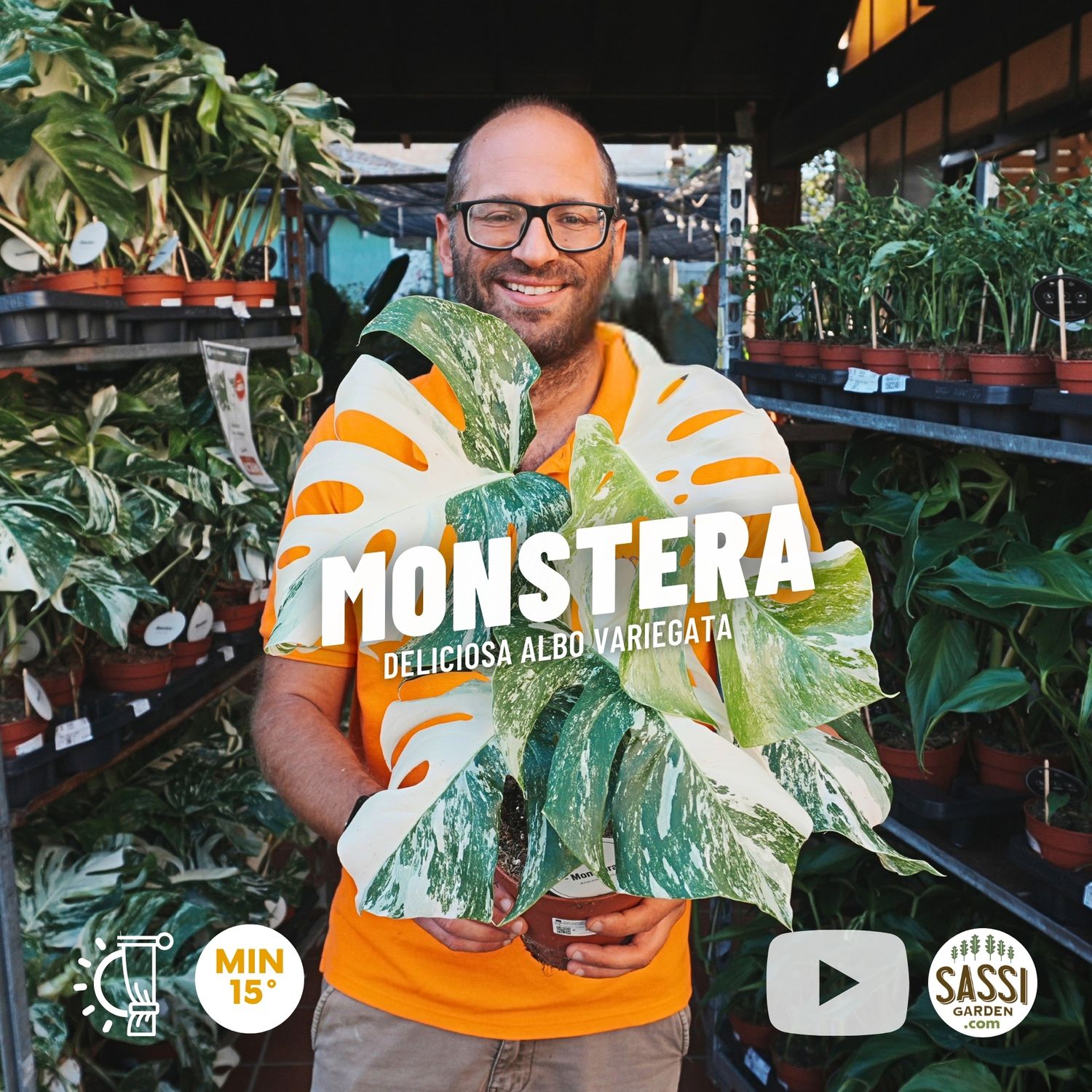 Monstera Deliciosa Albo variegata - vaso Ø15 cm Monstera Deliciosa Albo variegata - vaso Ø15 cm