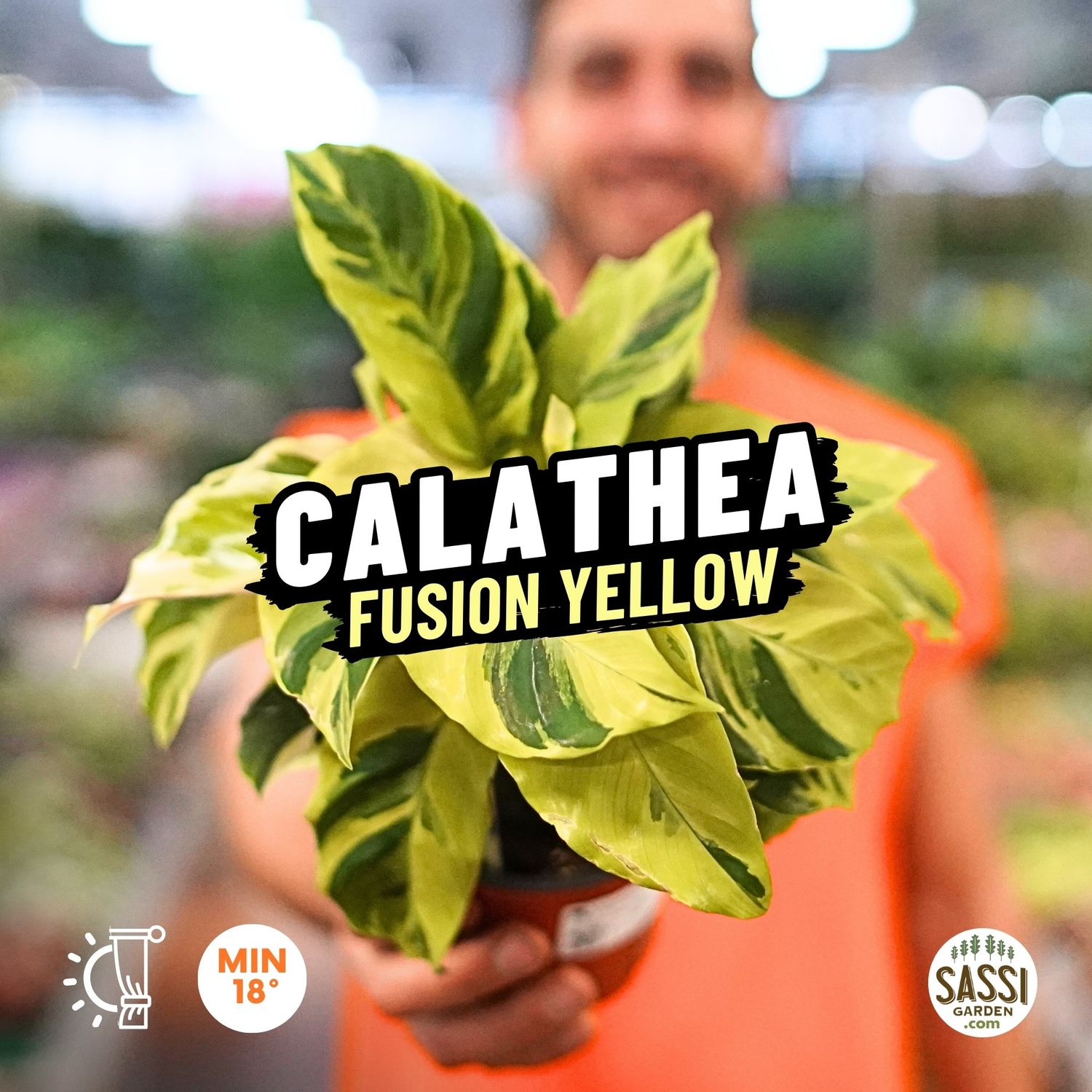 Calathea Fusion Yellow - vaso Ø12cm