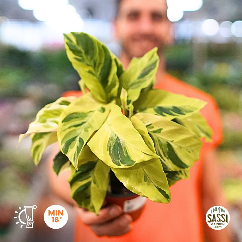 Calathea Fusion Yellow - vaso Ø12cm