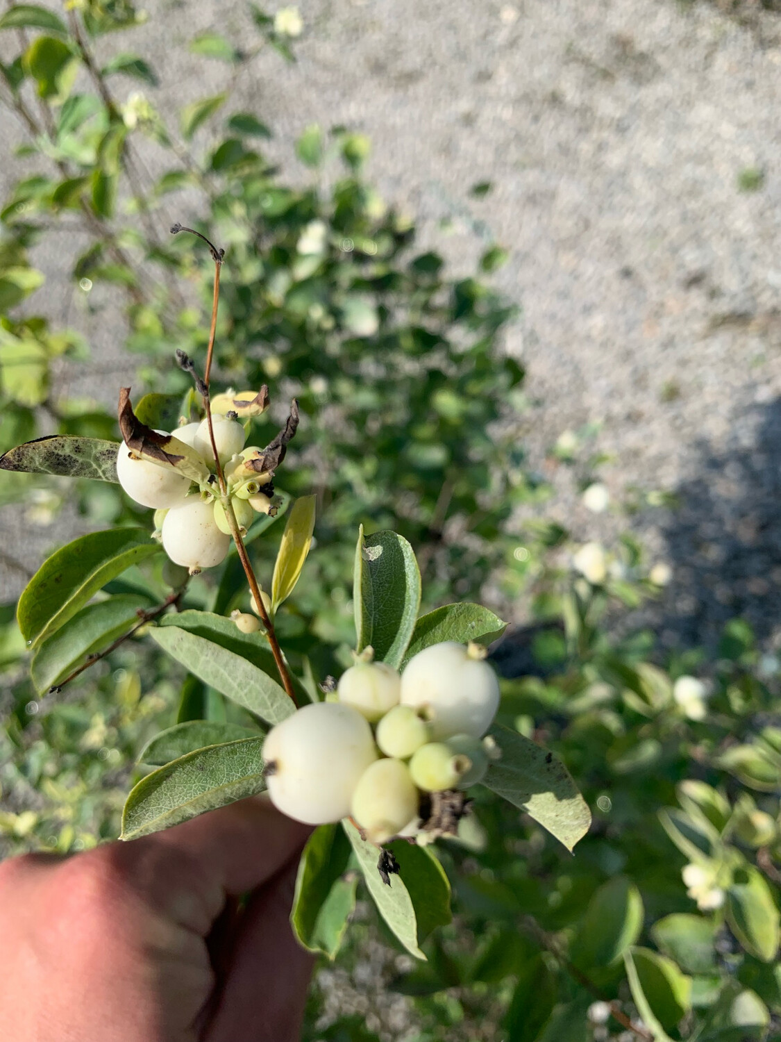 Sinforicarpo, Symphoricarpos, Simporicarpo Symporicarpus, Lacrime d'Italia (bacca bianca) - vaso Ø18 cm Sinforicarpo, Symphoricarpos, Simporicarpo Symporicarpus, Lacrime d'Italia (bacca bianca) - vaso Ø18 cm