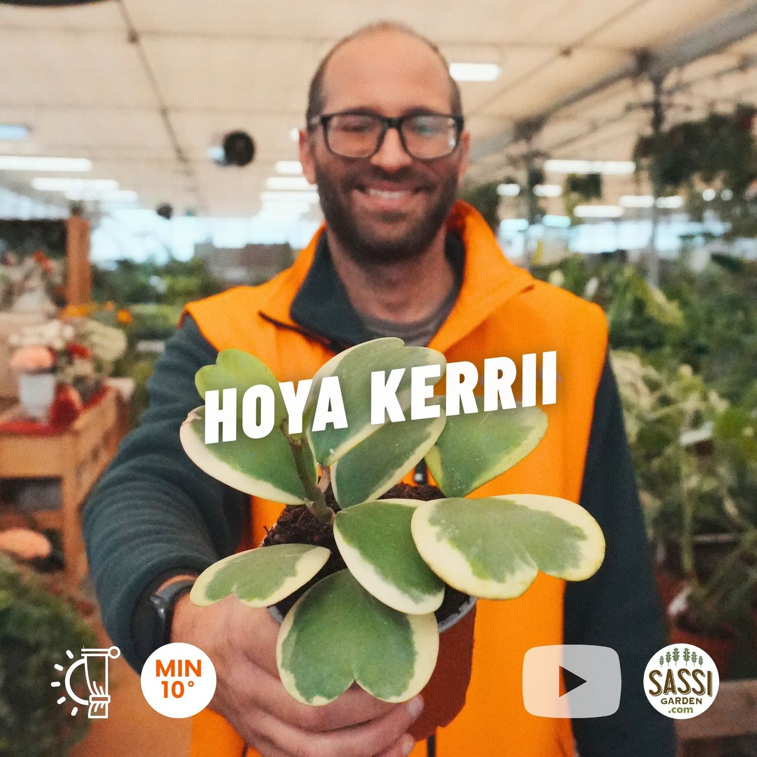 Hoya Kerrii Variegata, Albomarginata, Pianta del Cuore (3-4 foglie) - vaso 9  cm