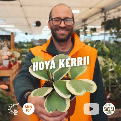 Hoya Kerrii Variegata, Albomarginata, Pianta del Cuore (3-4 foglie) - vaso 10 cm