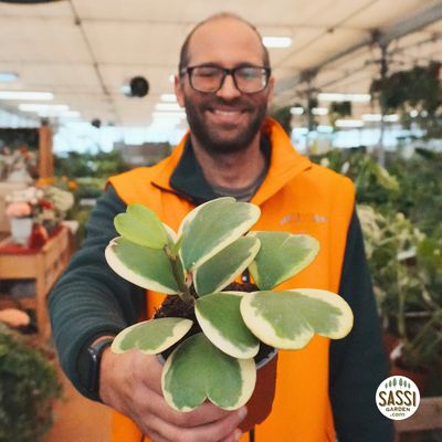 Hoya Kerrii Variegata, Albomarginata, Pianta del Cuore (3-4 foglie) - vaso 9 cm