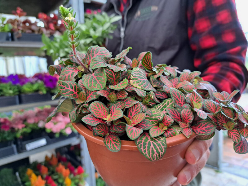 Fittonia 'Joly Josan' - vaso Ø12 cm