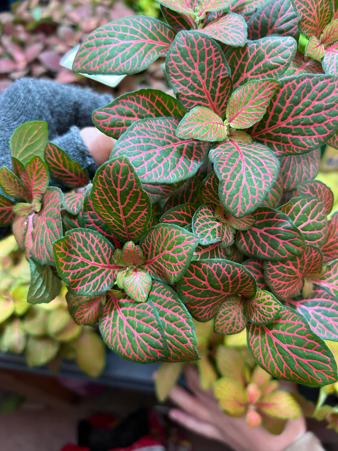 Fittonia 'Joly Josan' - vaso Ø12 cm Fittonia 'Joly Josan' - vaso Ø12 cm