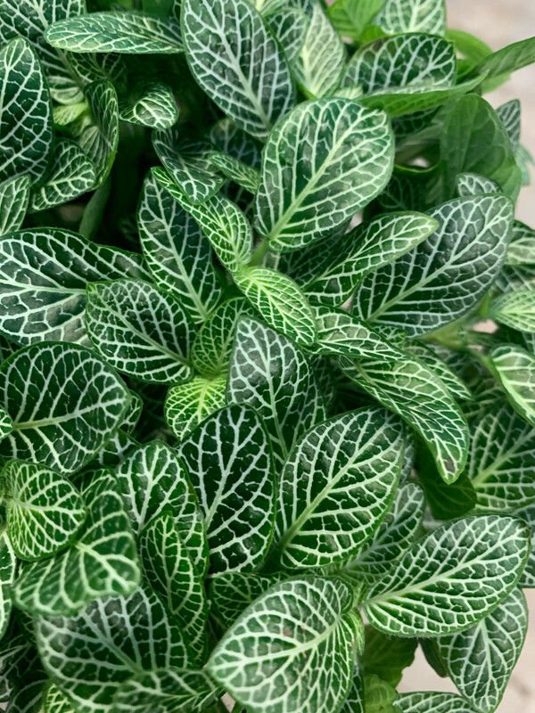 Fittonia Verschaffeltii - vaso Ø10 cm Fittonia Verschaffeltii - vaso Ø10 cm