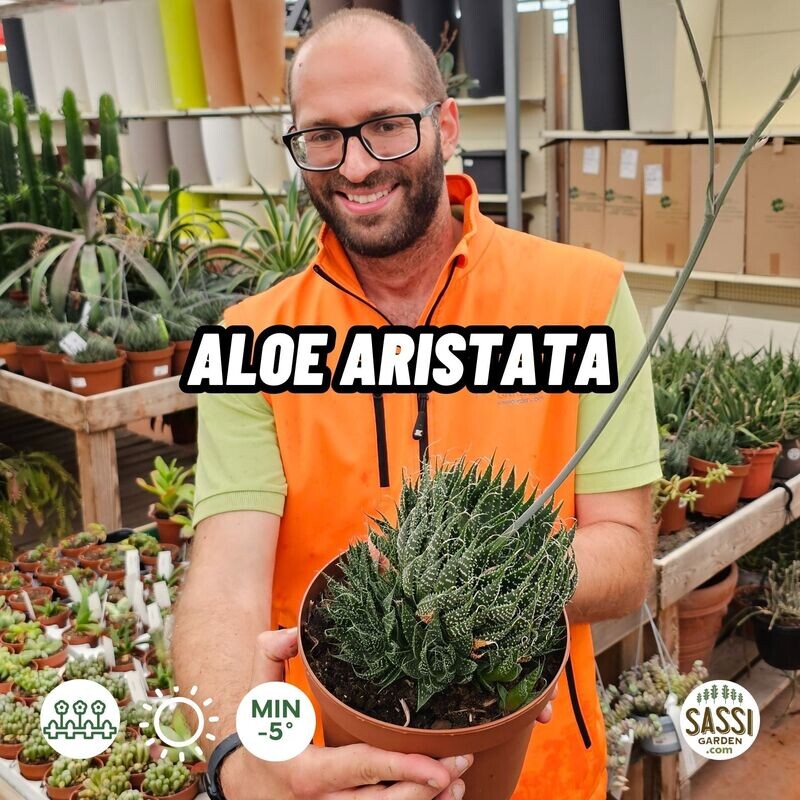 Aloe aristata - vaso Ø19 cm