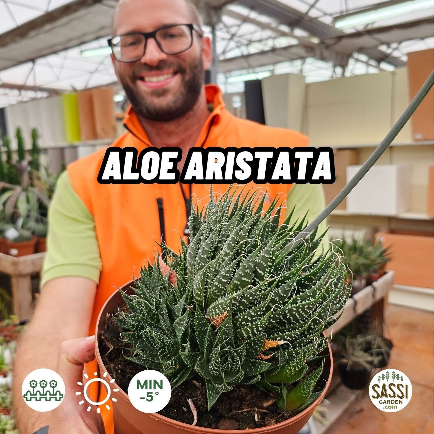 Aloe aristata - vaso Ø19 cm Aloe aristata - vaso Ø19 cm